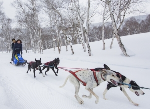 「犬ぞり体験」雪原を爽快に走り抜けよう!